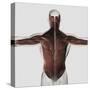 Male Muscle Anatomy of the Human Back-null-Stretched Canvas