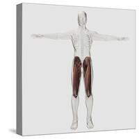 Male Muscle Anatomy of the Human Legs, Anterior View-null-Stretched Canvas