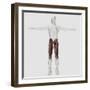 Male Muscle Anatomy of the Human Legs, Anterior View-null-Framed Art Print