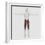 Male Muscle Anatomy of the Human Legs, Anterior View-null-Framed Art Print