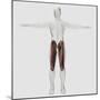 Male Muscle Anatomy of the Human Legs, Anterior View-null-Mounted Art Print