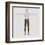 Male Muscle Anatomy of the Human Legs, Anterior View-null-Framed Art Print