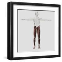 Male Muscle Anatomy of the Human Legs, Anterior View-null-Framed Art Print