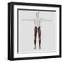 Male Muscle Anatomy of the Human Legs, Anterior View-null-Framed Art Print