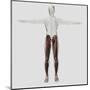 Male Muscle Anatomy of the Human Legs, Anterior View-null-Mounted Art Print