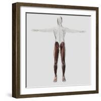 Male Muscle Anatomy of the Human Legs, Anterior View-null-Framed Art Print