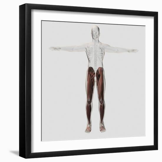 Male Muscle Anatomy of the Human Legs, Anterior View-null-Framed Art Print