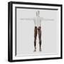 Male Muscle Anatomy of the Human Legs, Anterior View-null-Framed Art Print