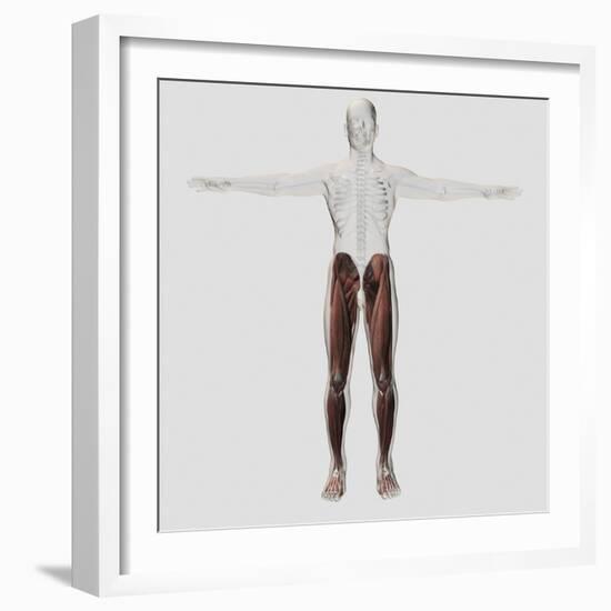 Male Muscle Anatomy of the Human Legs, Anterior View-null-Framed Art Print