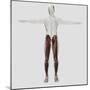 Male Muscle Anatomy of the Human Legs, Anterior View-null-Mounted Art Print