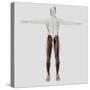 Male Muscle Anatomy of the Human Legs, Anterior View-null-Stretched Canvas
