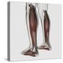 Male Muscle Anatomy of the Human Legs, Anterior View-null-Stretched Canvas