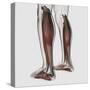 Male Muscle Anatomy of the Human Legs, Anterior View-null-Stretched Canvas