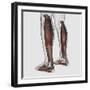 Male Muscle Anatomy of the Human Legs, Anterior View-null-Framed Art Print