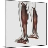 Male Muscle Anatomy of the Human Legs, Anterior View-null-Mounted Art Print