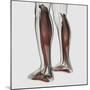 Male Muscle Anatomy of the Human Legs, Anterior View-null-Mounted Art Print