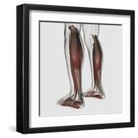 Male Muscle Anatomy of the Human Legs, Anterior View-null-Framed Art Print