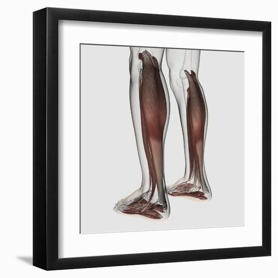 Male Muscle Anatomy of the Human Legs, Anterior View-null-Framed Art Print