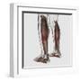 Male Muscle Anatomy of the Human Legs, Anterior View-null-Framed Art Print