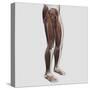 Male Muscle Anatomy of the Human Legs, Anterior View-null-Stretched Canvas