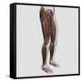 Male Muscle Anatomy of the Human Legs, Anterior View-null-Framed Stretched Canvas