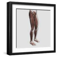 Male Muscle Anatomy of the Human Legs, Anterior View-null-Framed Art Print