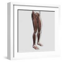 Male Muscle Anatomy of the Human Legs, Anterior View-null-Framed Art Print