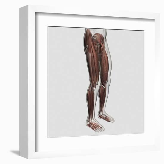 Male Muscle Anatomy of the Human Legs, Anterior View-null-Framed Art Print