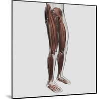 Male Muscle Anatomy of the Human Legs, Anterior View-null-Mounted Art Print