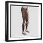 Male Muscle Anatomy of the Human Legs, Anterior View-null-Framed Art Print