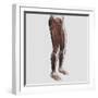 Male Muscle Anatomy of the Human Legs, Anterior View-null-Framed Art Print