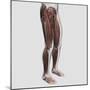 Male Muscle Anatomy of the Human Legs, Anterior View-null-Mounted Art Print