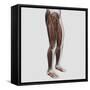 Male Muscle Anatomy of the Human Legs, Anterior View-null-Framed Stretched Canvas