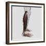 Male Muscle Anatomy of the Human Legs, Anterior View-null-Framed Art Print