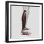 Male Muscle Anatomy of the Human Legs, Anterior View-null-Framed Art Print