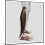 Male Muscle Anatomy of the Human Legs, Anterior View-null-Mounted Art Print