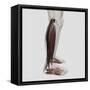 Male Muscle Anatomy of the Human Legs, Anterior View-null-Framed Stretched Canvas