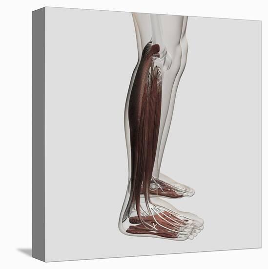 Male Muscle Anatomy of the Human Legs, Anterior View-null-Stretched Canvas