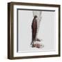 Male Muscle Anatomy of the Human Legs, Anterior View-null-Framed Art Print