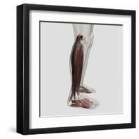 Male Muscle Anatomy of the Human Legs, Anterior View-null-Framed Art Print