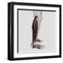 Male Muscle Anatomy of the Human Legs, Anterior View-null-Framed Art Print