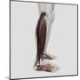 Male Muscle Anatomy of the Human Legs, Anterior View-null-Mounted Art Print