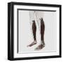 Male Muscle Anatomy of the Human Legs, Anterior View-null-Framed Art Print