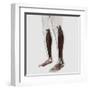 Male Muscle Anatomy of the Human Legs, Anterior View-null-Framed Art Print