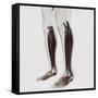 Male Muscle Anatomy of the Human Legs, Anterior View-null-Framed Stretched Canvas