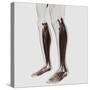 Male Muscle Anatomy of the Human Legs, Anterior View-null-Stretched Canvas