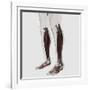 Male Muscle Anatomy of the Human Legs, Anterior View-null-Framed Art Print