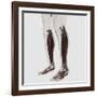 Male Muscle Anatomy of the Human Legs, Anterior View-null-Framed Art Print