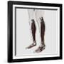 Male Muscle Anatomy of the Human Legs, Anterior View-null-Framed Art Print