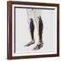 Male Muscle Anatomy of the Human Legs, Anterior View-null-Framed Art Print